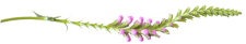 quick-flower-divider2 quick-flower-divider2